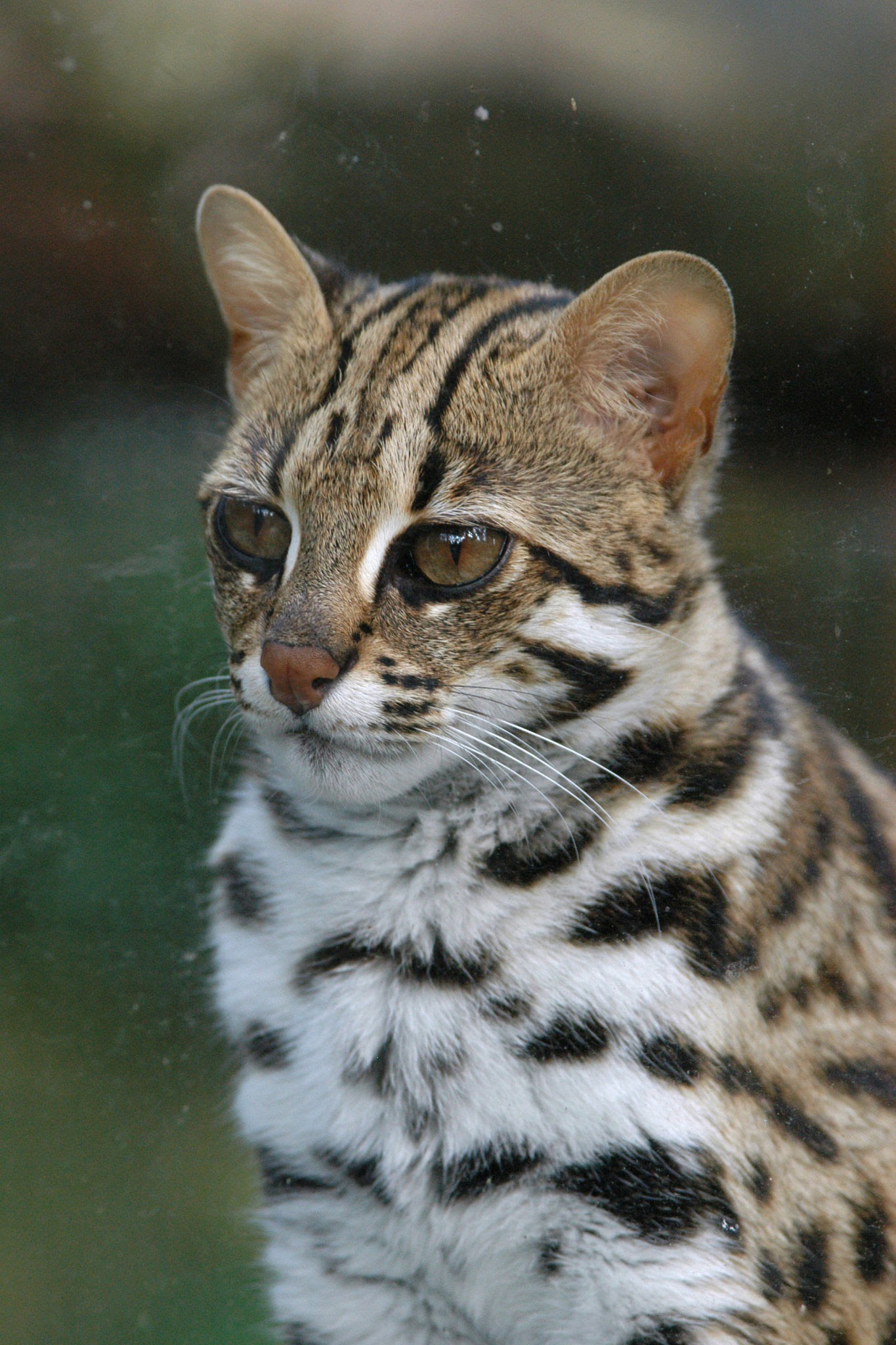 Asian leopard cat